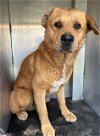 adoptable Dog in san antonio, TX named 0S0