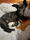 adoptable Dog in anton, TX named A711174