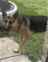 adoptable Dog in anton, TX named LUKE