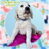 adoptable Dog in anton, TX named LITTLE BOW WOW