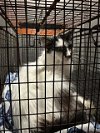 adoptable Cat in anton, TX named MADEMOISELLE