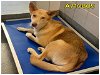 adoptable Dog in anton, TX named LUCY