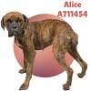 adoptable Dog in anton, TX named ALICE
