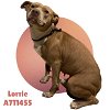 adoptable Dog in anton, TX named LORRIE