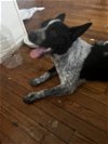 adoptable Dog in anton, TX named A711429