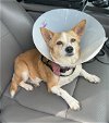 adoptable Dog in anton, TX named LITTLE BIT