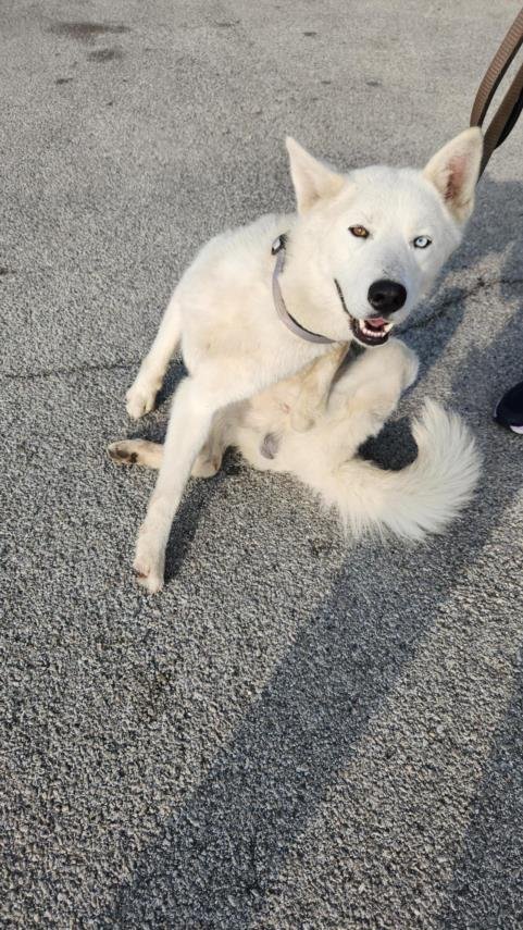 adoptable Dog in San Antonio, TX named A711510