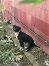 adoptable Dog in anton, TX named A711575