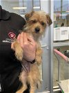 adoptable Dog in anton, TX named A711699