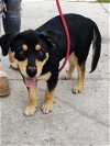 adoptable Dog in anton, TX named MANOTE