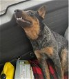 adoptable Dog in anton, TX named A711765