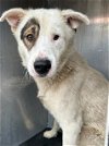 adoptable Dog in anton, TX named MARIO