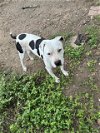 adoptable Dog in anton, TX named JR
