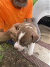 adoptable Dog in anton, TX named LISA