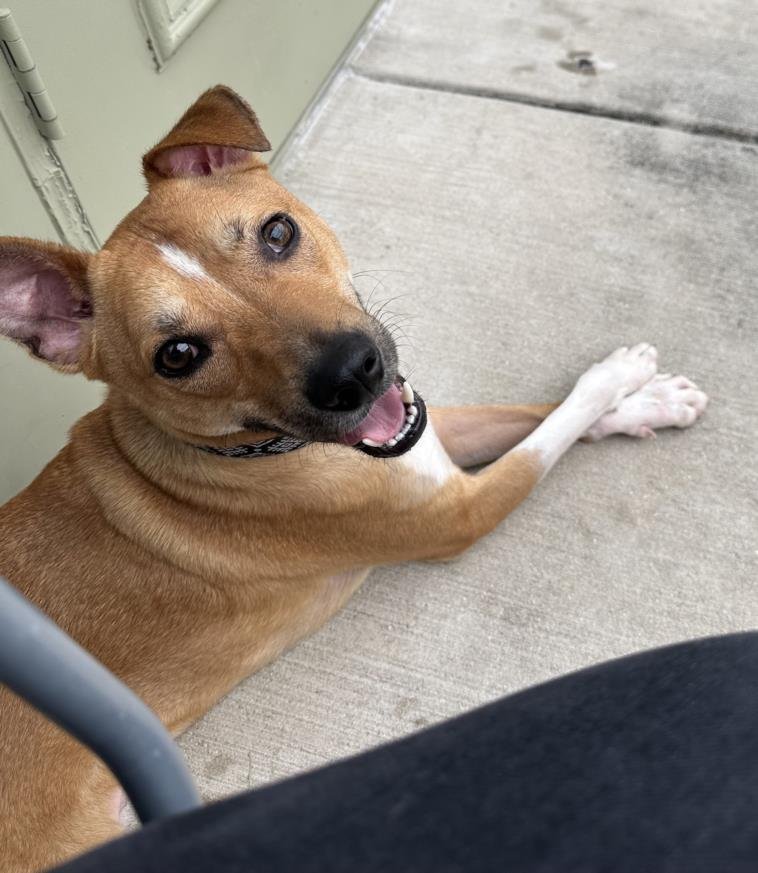 adoptable Dog in San Antonio, TX named MAVERICK