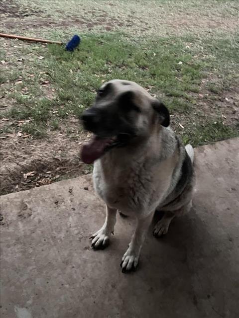 adoptable Dog in San Antonio, TX named APOLLO