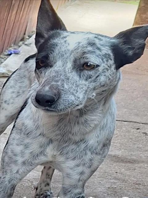 adoptable Dog in San Antonio, TX named LUNA