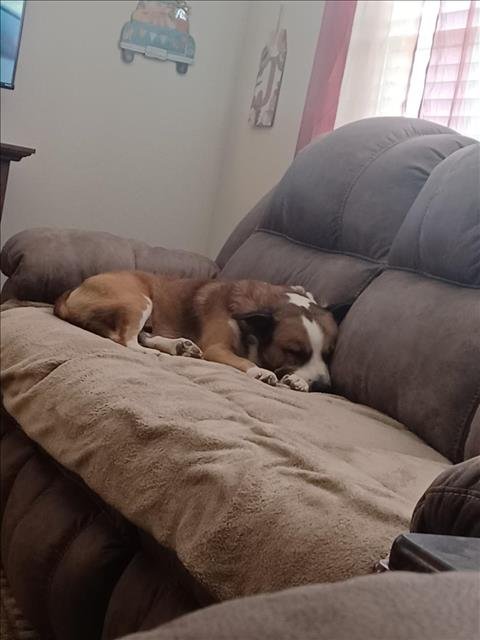 adoptable Dog in San Antonio, TX named MAX