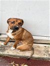 adoptable Dog in  named A712347