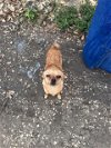 adoptable Dog in anton, TX named A712351