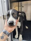 adoptable Dog in  named THOR