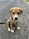 adoptable Dog in anton, TX named A712780