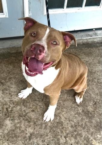 adoptable Dog in San Antonio, TX named A712799