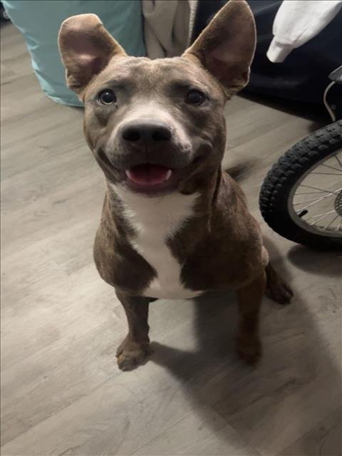 adoptable Dog in San Antonio, TX named APOLLO