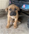 adoptable Dog in anton, TX named BABY
