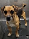 adoptable Dog in  named CLIDE