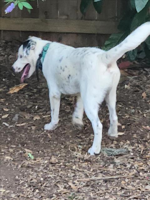 adoptable Dog in San Antonio, TX named LUCKEY