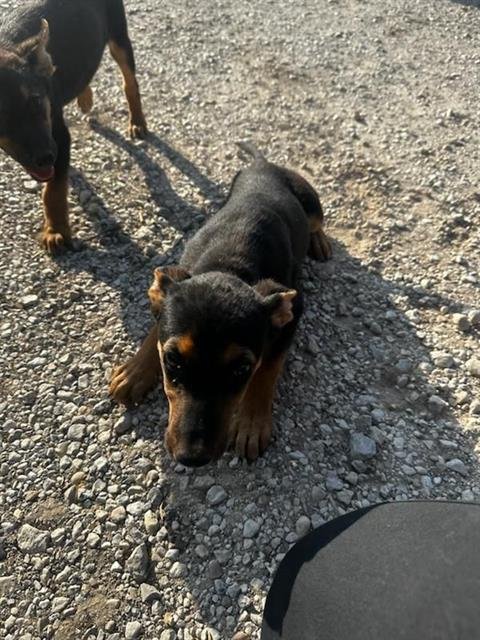 adoptable Dog in San Antonio, TX named A712982