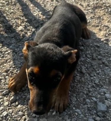 adoptable Dog in San Antonio, TX named A712984