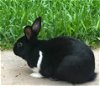 adoptable Rabbit in  named NIBBLES