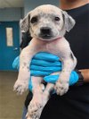 adoptable Dog in anton, TX named JONI