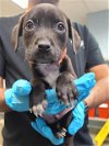 adoptable Dog in anton, TX named JOSH