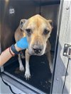 adoptable Dog in  named CHAMP