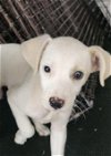 adoptable Dog in anton, TX named BABY