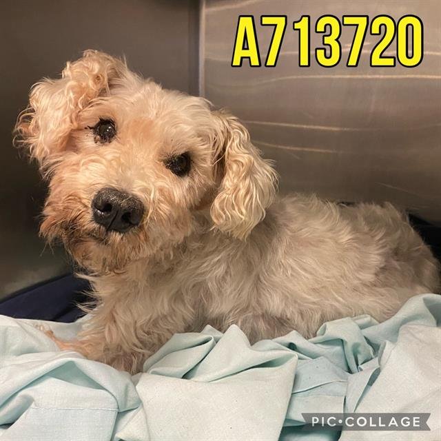 adoptable Dog in San Antonio, TX named WALLY