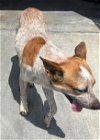 adoptable Dog in , TX named JOLLEY