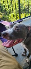 adoptable Dog in  named ACE