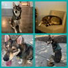 adoptable Dog in  named THEO