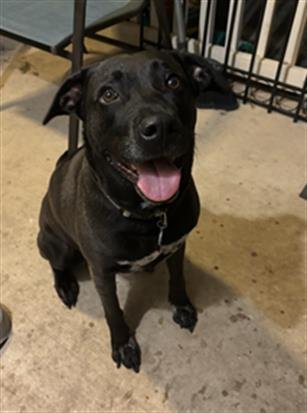 adoptable Dog in San Antonio, TX named MASHA