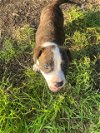 adoptable Dog in , TX named A714182