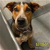 adoptable Dog in , TX named DIESEL