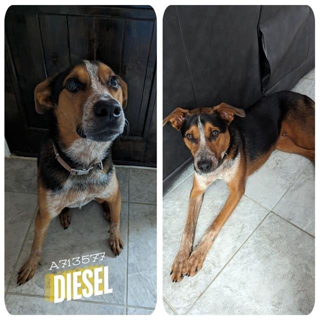 adoptable Dog in San Antonio, TX named DIESEL