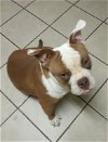 adoptable Dog in  named TROUBLE
