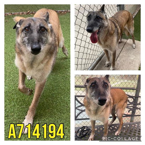 picture of the dog needing adoption