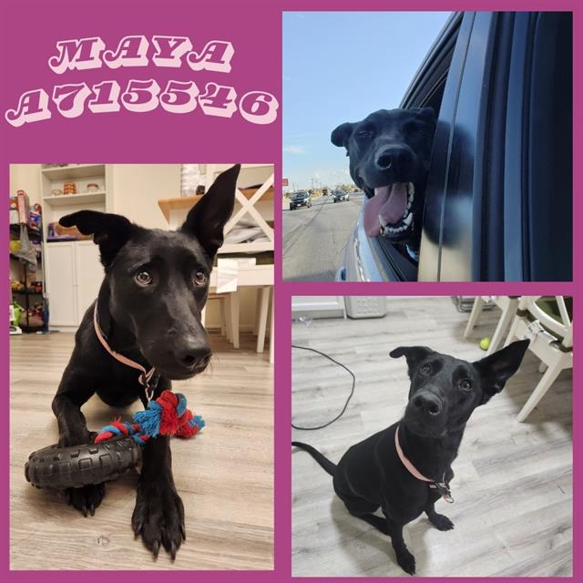 adoptable Dog in San Antonio, TX named MAYA