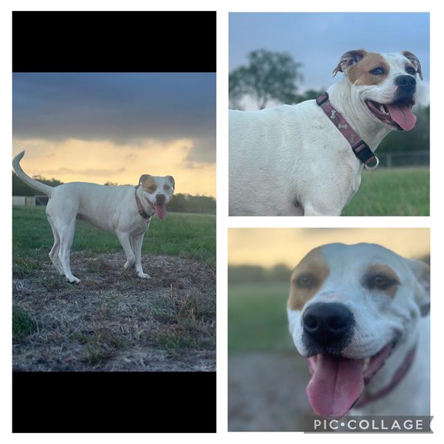 adoptable Dog in San Antonio, TX named LILY